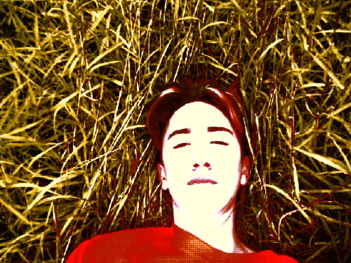 Hay There Head - 