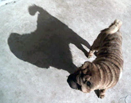 A Dog Notices His Shadow - 