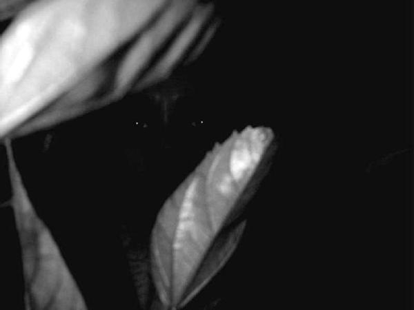 Eyes That Hide - 