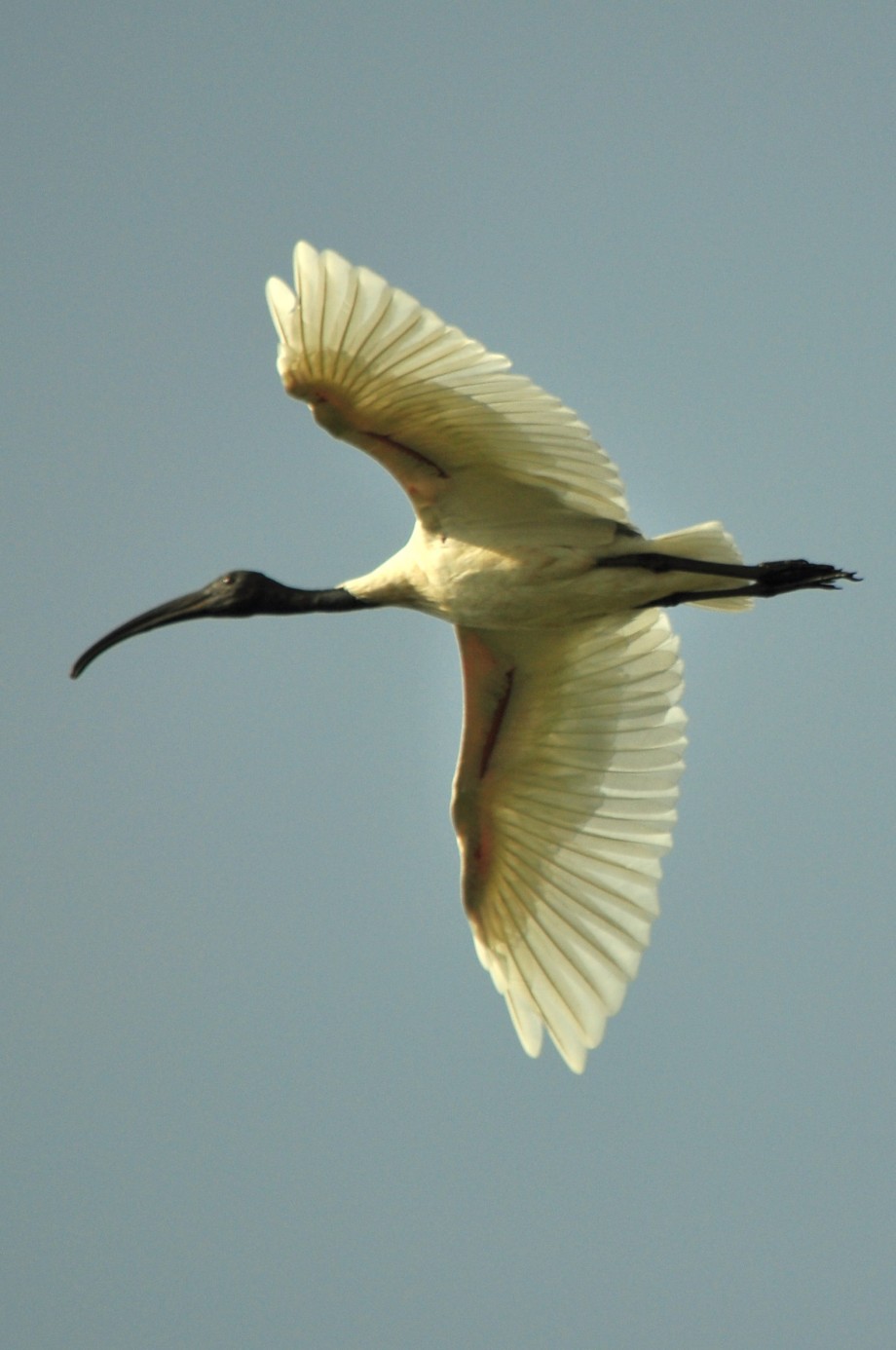 White Ibis - 