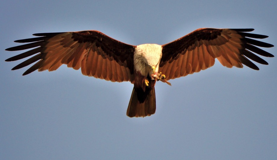 Flying Eagle - 