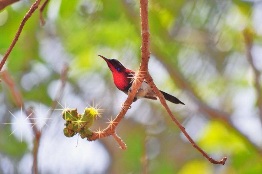 Purple Sunbird - 