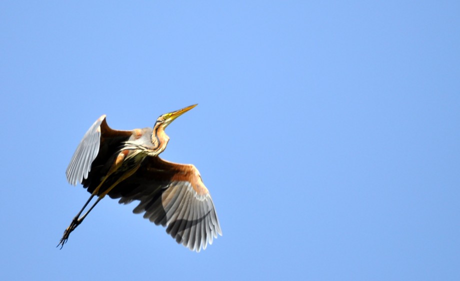 Grey Heron - 