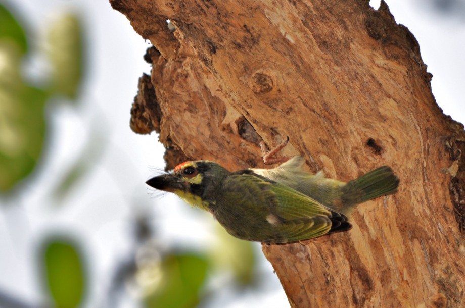 Green Barbett - 