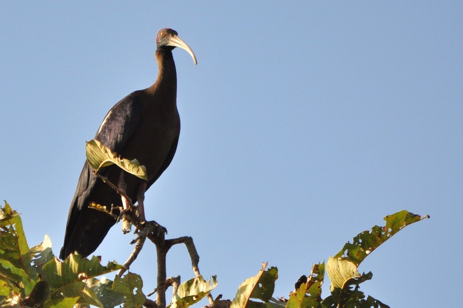 Black Ibis - 
