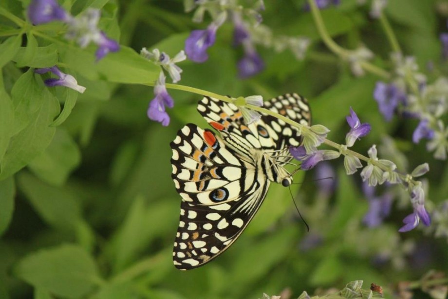 Beauty Upside Down - 