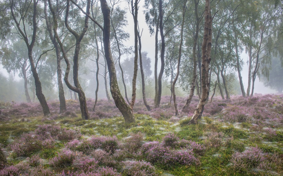 Magic Forest - 