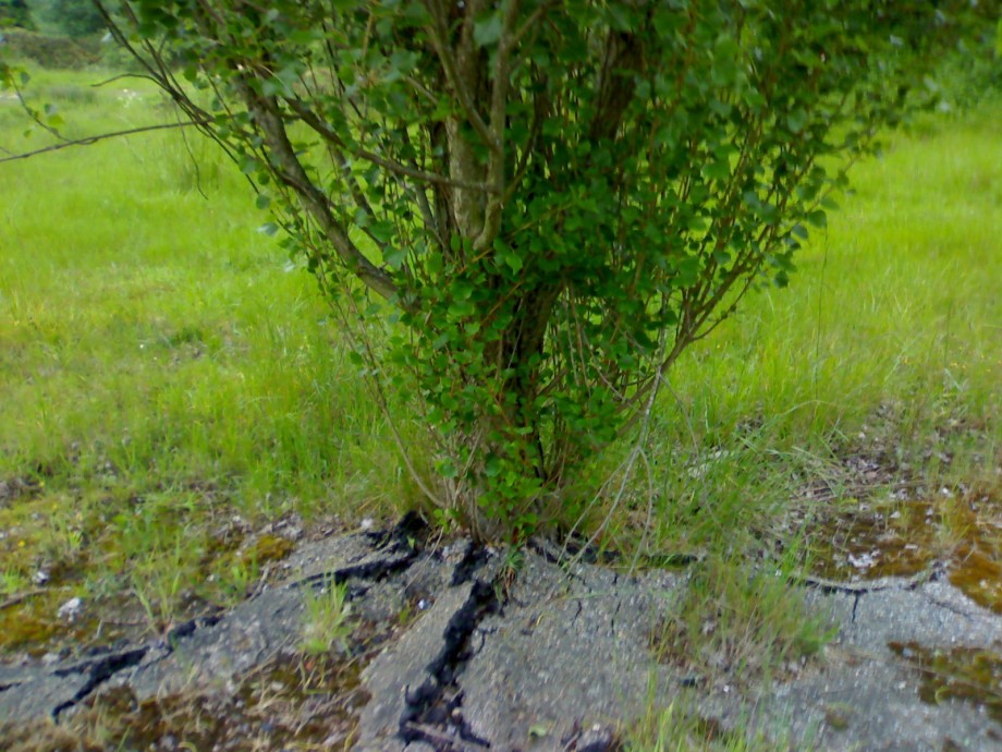 Sidewalk - 