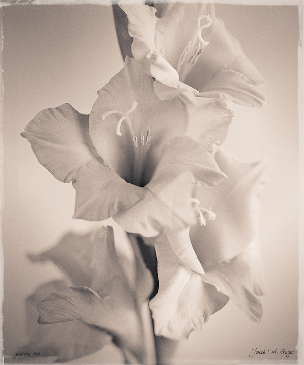 Gladiolus 03 - 
