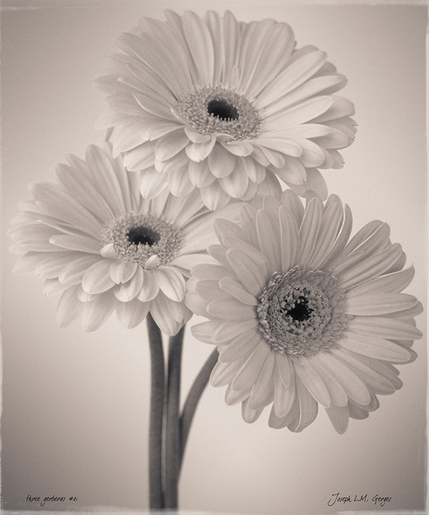 Three Gerberas 01 - 
