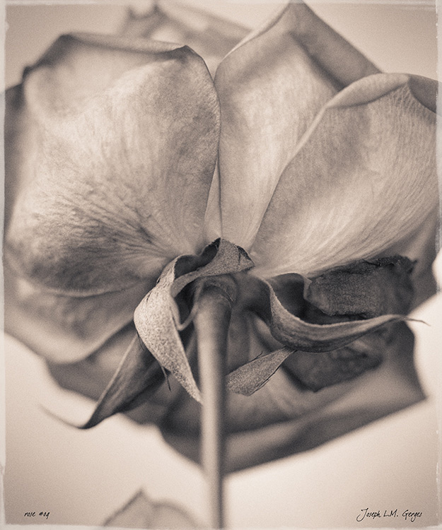 Rose 09 - 