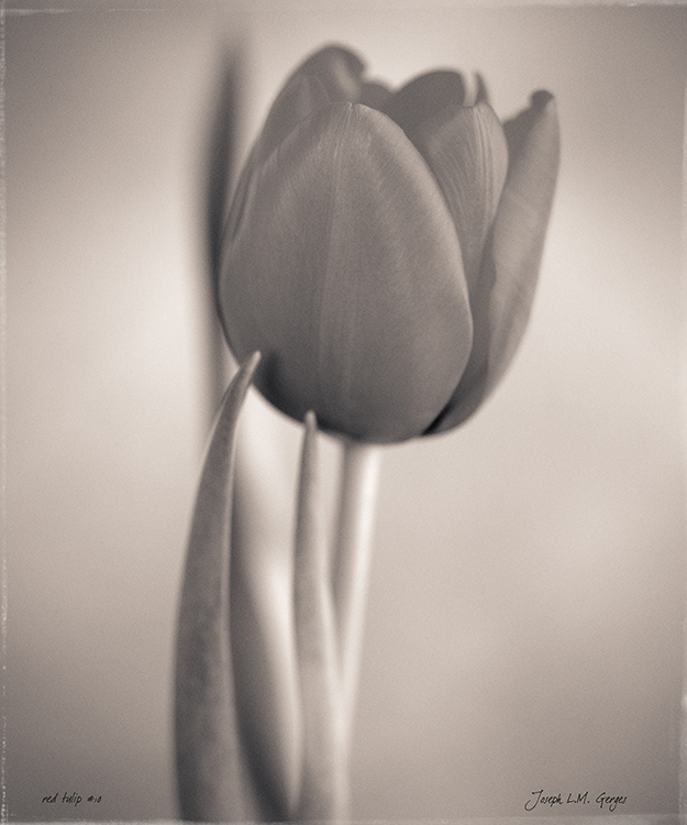 Red Tulip 10 - 