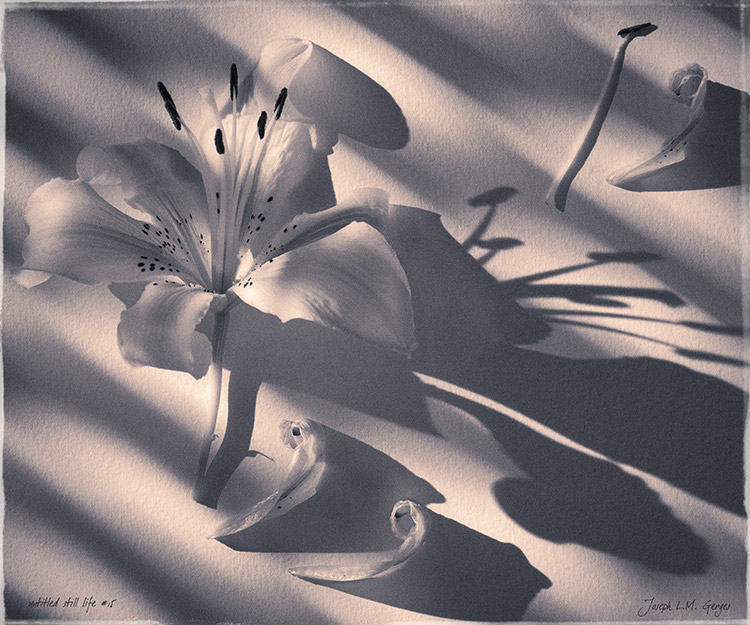 Untitled Still Life 15 - 