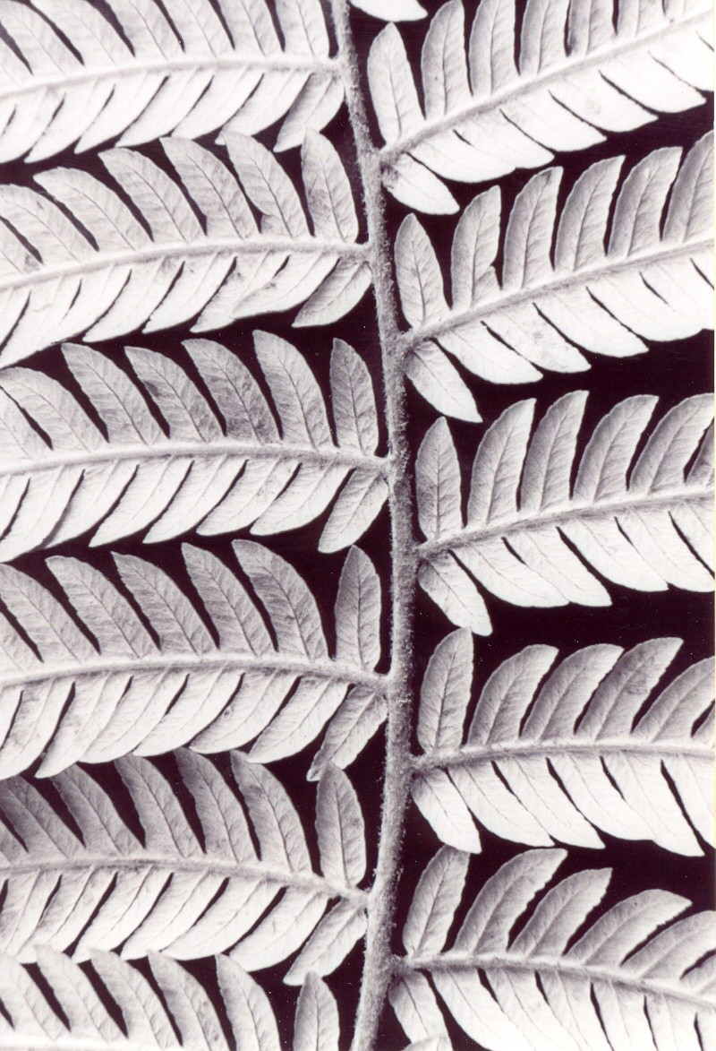 Silver Fern - 