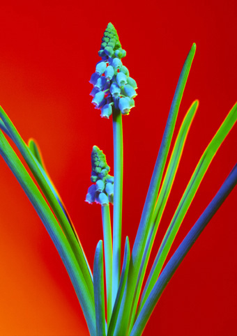Grape Hyacinth - 