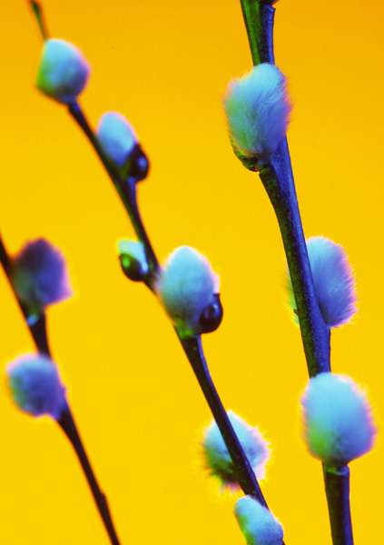 Pussy Willow - 