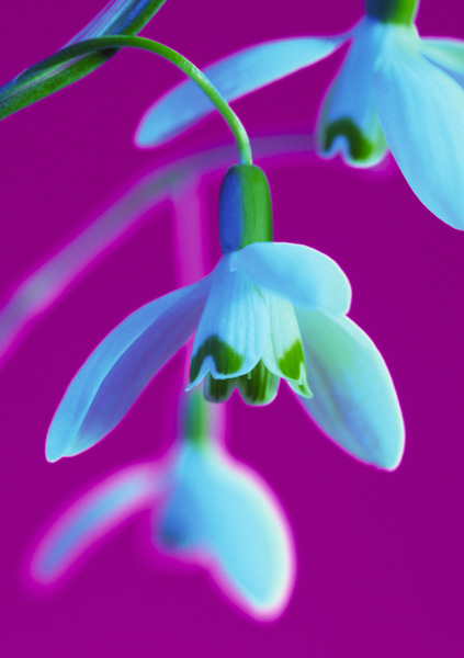 Snowdrops - 
