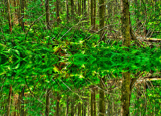 Forest - 