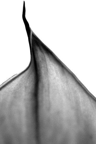 Leaf - 