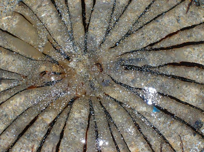 Washed Up Jelly Fish-deceased - 
