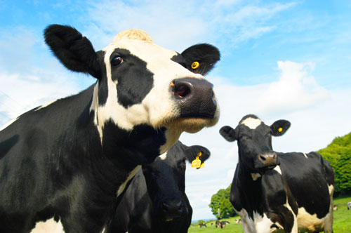 Cows - 