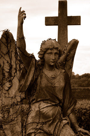 Angel - 