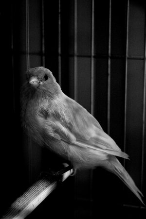 Caged Soul - 