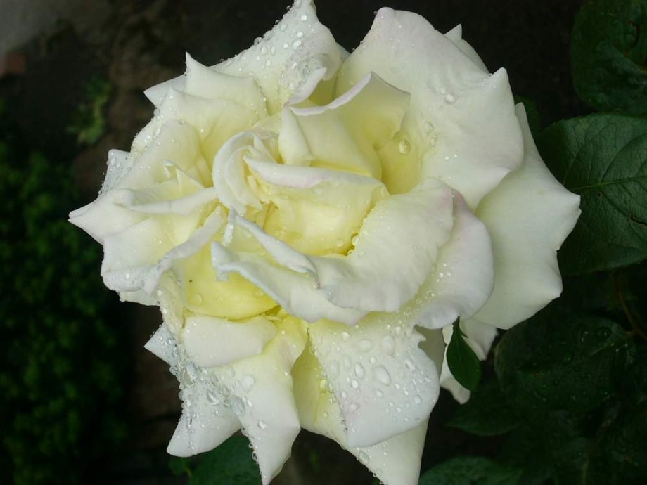 After It Rain - 
