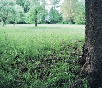 Tree - 