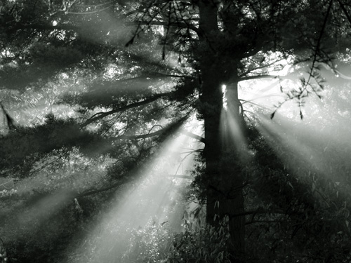 Misty Morning Sun - 