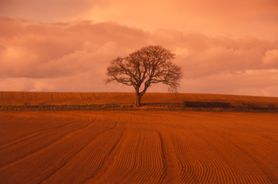 Tree In A Field(Wales) - 