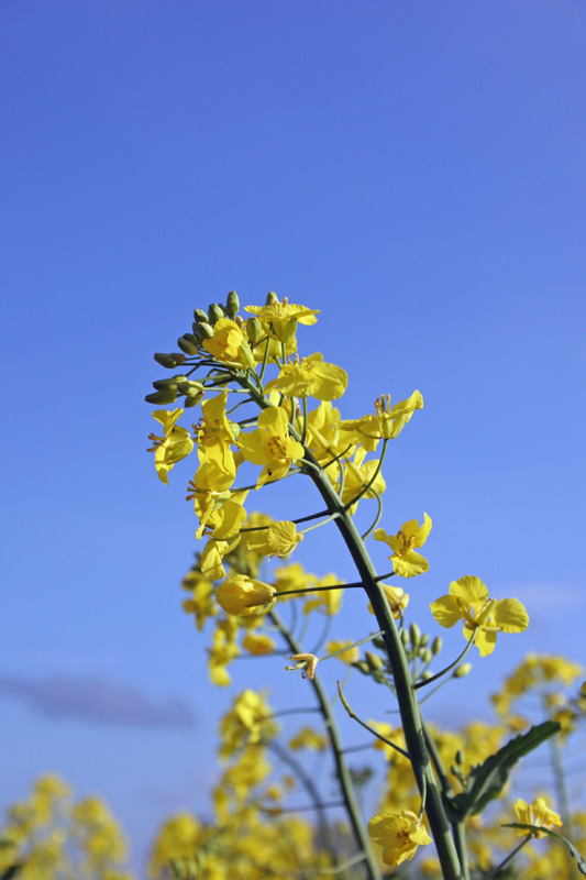 Rapeseed Flower, Wimborne St. Giles, Dorset - 
