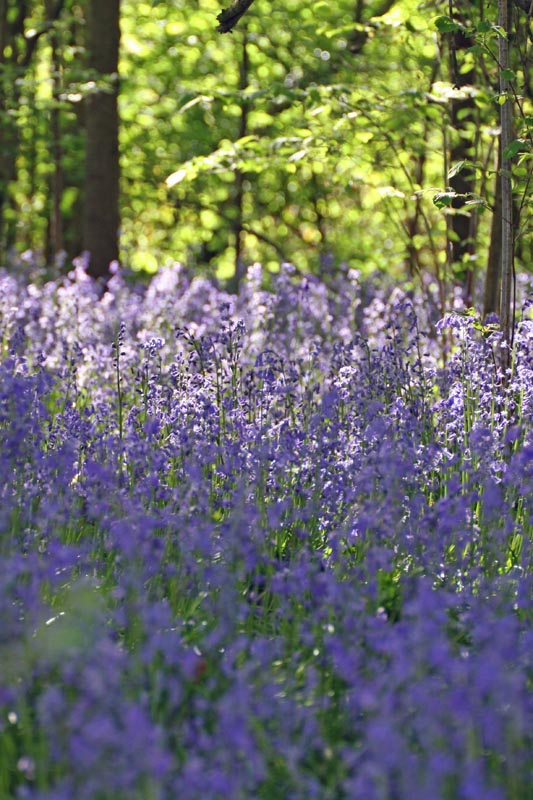 Pamphill Bluebell Wood, Dorset - 
