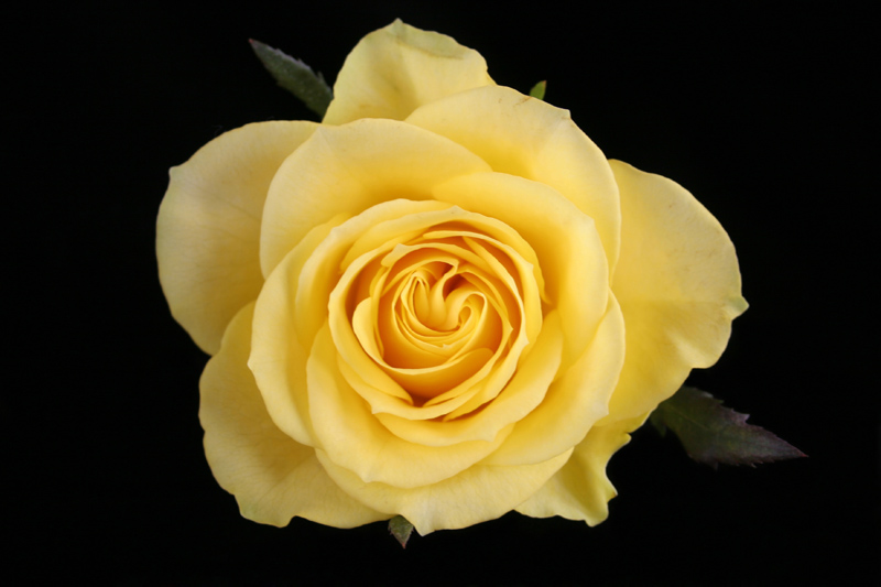 Yellow Rose On Black Velvet - 