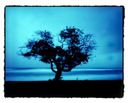 Tree - 