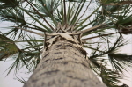 Oh Those Florida Palms - 