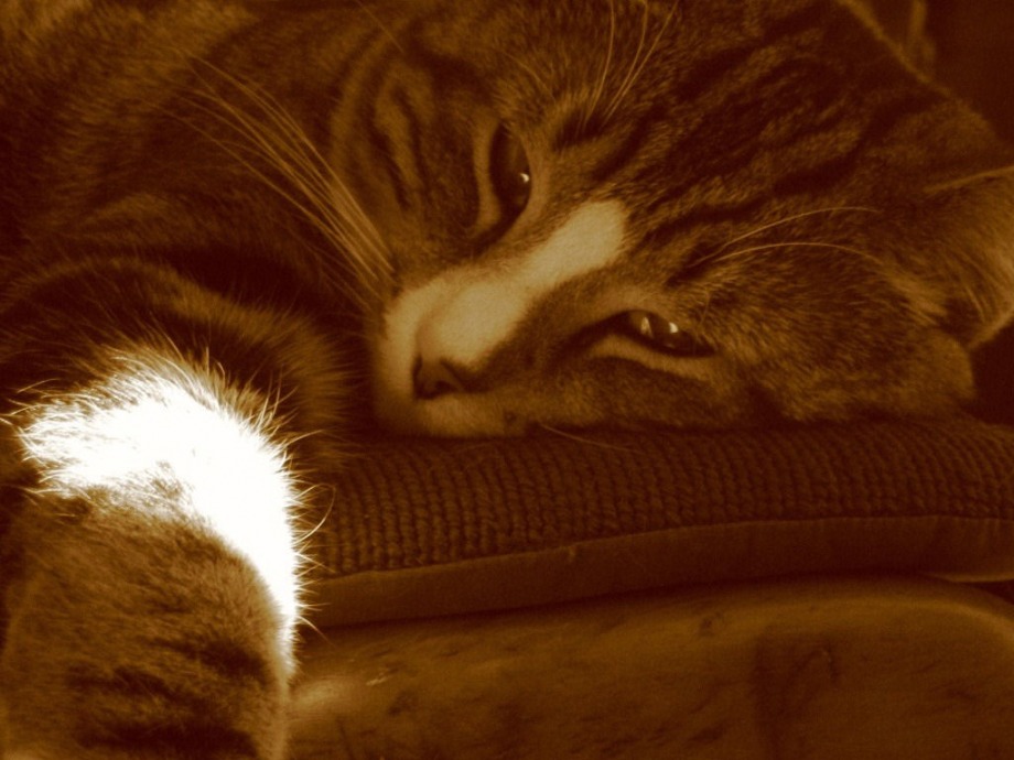 Gentle Light - 