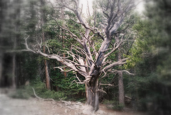 White Tree - 