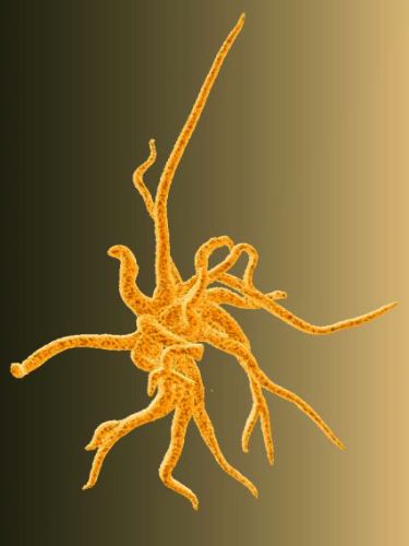 Plant Hair In Amber (1mm Across) - 