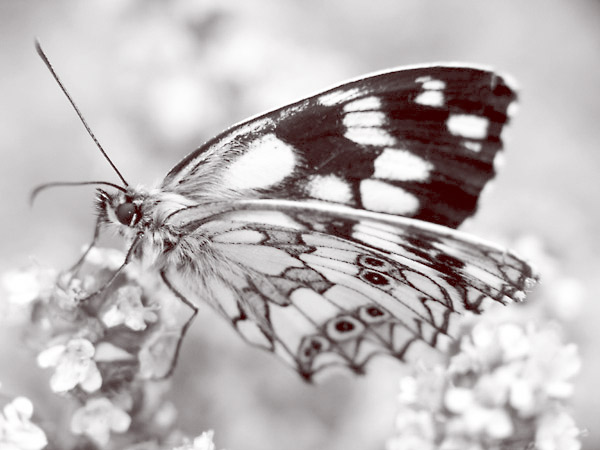Sepia Wings - 