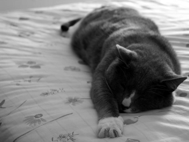 Sleeper - 