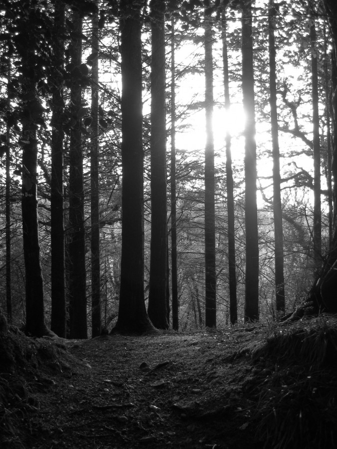 The Path - 