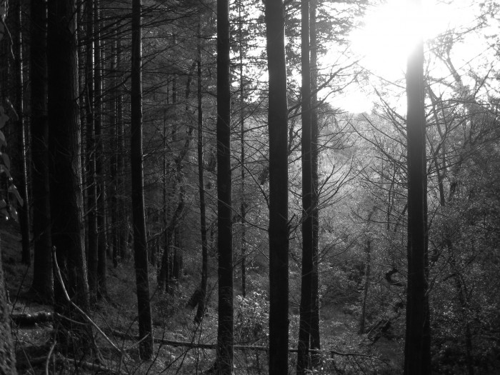 The Stillness - 