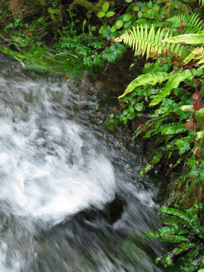 Water And Ferns - 