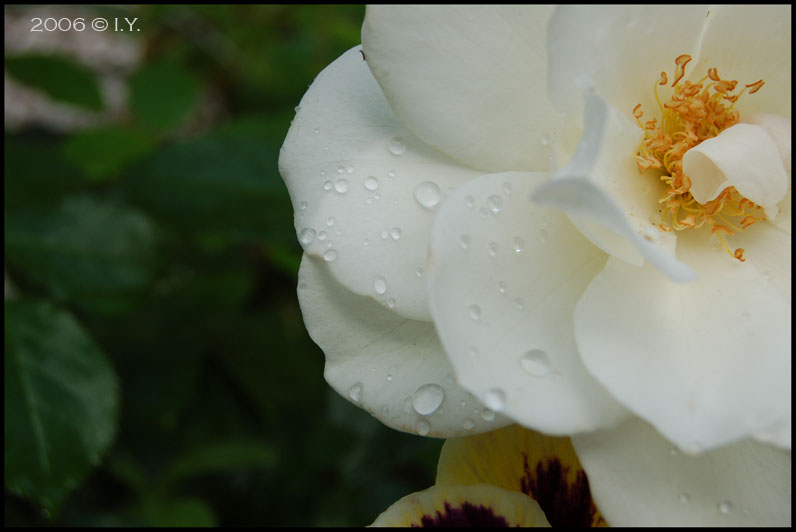 Flower II - 