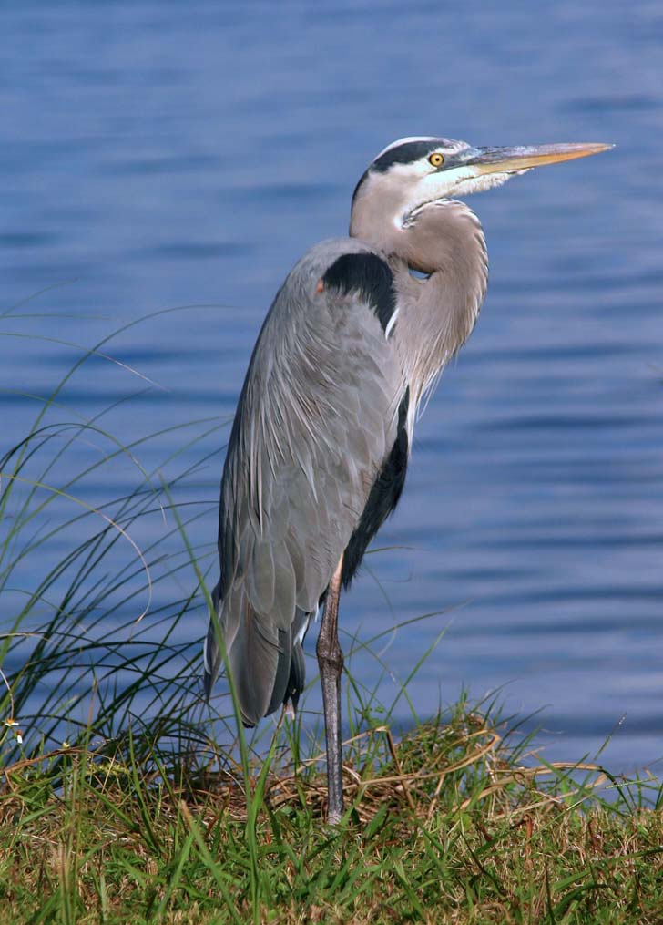 Great Blue Heron - 