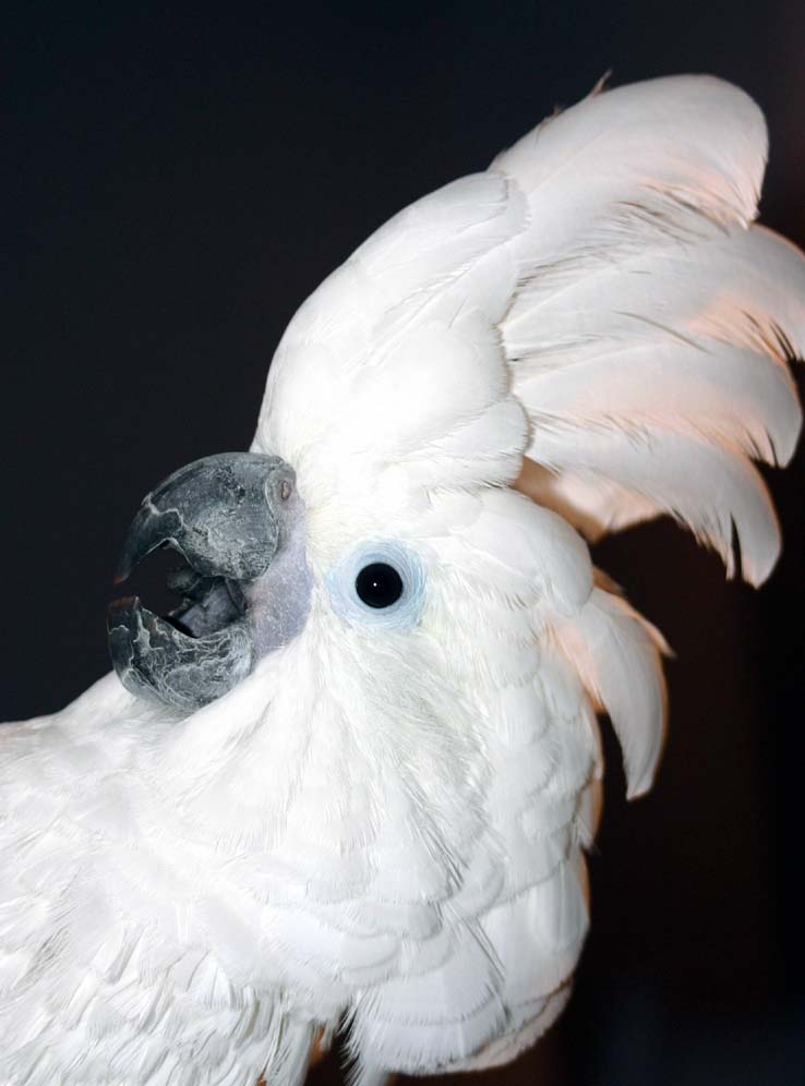 Surprise!! Tyler The Umbrella Cockatoo - 