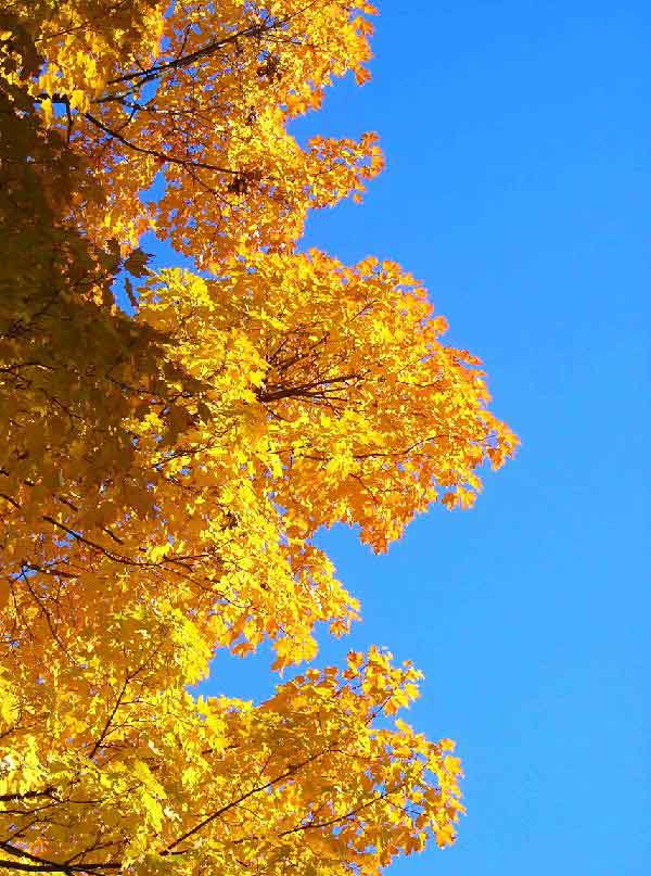 Autumn In New York - 
