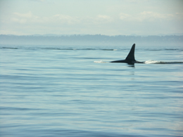 Whale - 