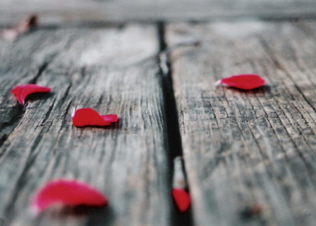 Red Petals - 